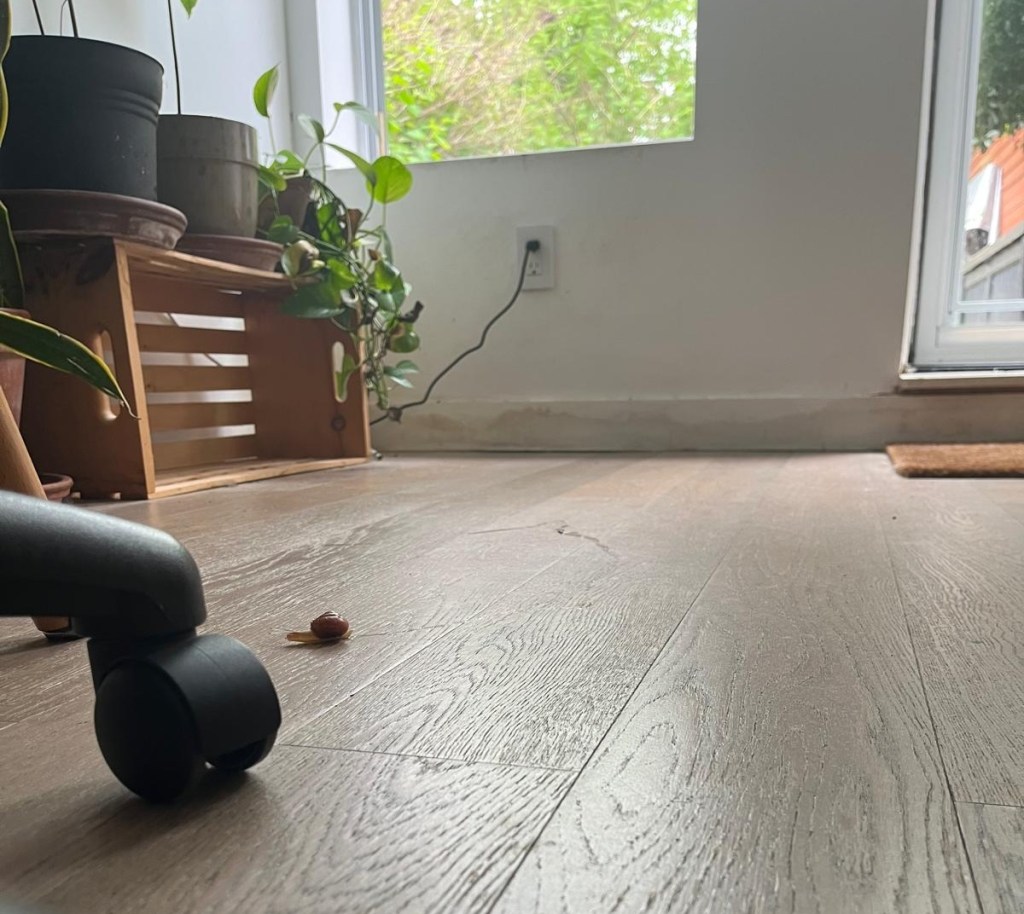 picture of my patio area/javi's workspace with a small snail going through it with a long trail.